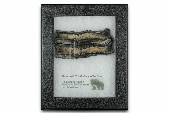 Mammoth Molar Slice With Case - South Carolina #349954
